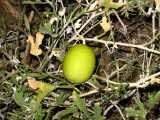 Image result for Cucumis ficifolius