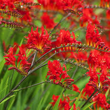 See more ideas about plants, flowers, bloom. Pro Picks For Summer Blooming Bulbs This Old House