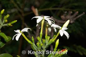Image result for Jasminum fluminense