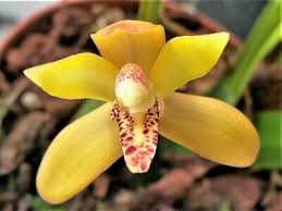 Image result for Angraecum moandense