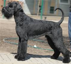 They will be ready the week of christmas!! 30 Most Beautiful Black Giant Schnauzer Dog Pictures And Photos
