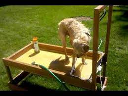 Dog Wash Station 2 Done Washing The Dog Dog Wash Dog Bath Dog Washing Station