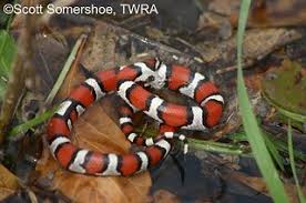 The snakes best known as black racers inhabit most areas in the east from southern maine to the florida keys. Milksnake State Of Tennessee Wildlife Resources Agency