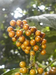 Image result for Piper guineense