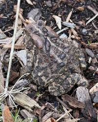 Melissa Caughey (@tillysnest) • Instagram photos and videos