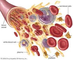 Plasma Proteins And Enzymes | Basicmedical Key