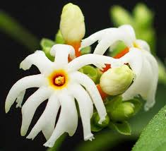 Planting jasmine flowers planting jasmine is easy. Night Flowering Jasmine Nyctanthes Arbor Tristis Full Sun Sun Requirement