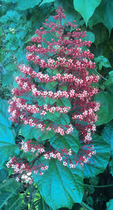 Image result for Clerodendrum fuscum