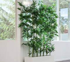 Idee Per Arredare Il Salotto Con Piante Da Interno Mondodesign It Piante Da Interno Piante Di Bambu Piante Da Appartamento