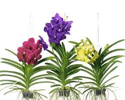 Gambar Vanda orchid