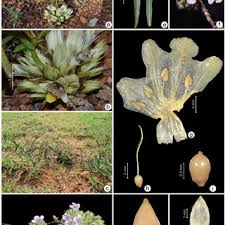 Image result for Justicia fittonioides