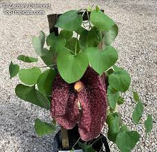 Image result for Aristolochia gigantea