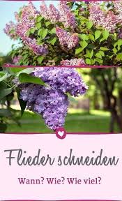 Wie Sie Ihren Flieder Richtig Schneiden Und Pflegen Garten Pflanzen Garten Bepflanzen Pflanzen