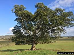 3d viewer is not available. Ficus Macrophylla Morton Bay Fig Tree