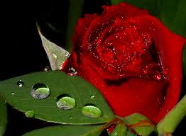Képtalálat a következőre: „szép vörös rózsa kép”