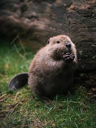 30 Adorable Baby Beavers To Celebrate International Beaver Day Baby Beaver Animals Wild Cute Animals