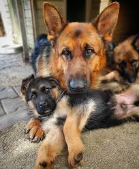 Comment Eduquer Son Chien En Seulement 15 Mins Par Jour Petohaku A Pour But De Vous Donner Tous Les Outils Pour Vous Forme Berger Allemand Chien Beaux Chiens