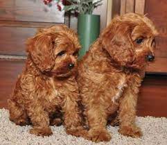 They are human oriented companion dogs. Cavapoos Puppies By Design Online Cavapoo Puppies Cavapoo Puppies