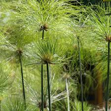 Image result for Cyperus papyrus