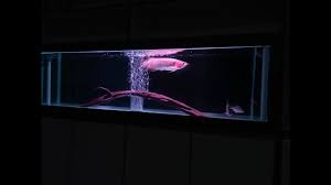 Aquarium minimalis besar dengan sekat reddit Aquarium Arwana Sekat Ruangan Terbaik Youtube
