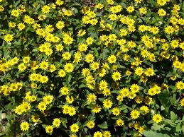 Image result for Trisetopsis milanjianum