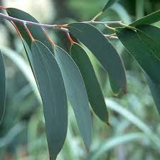 Image result for Eucalyptus sp.
