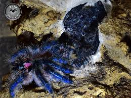 These tarantulas live in a tropical, wet climate, characterized by abundant rainfall with little to no dry season. Typhochlaena Seladonia Brazilian Jewel My Monsters