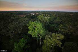 It extends for 3,000 mi (4,828 km) from the andes mountains to the atlantic ocean. The Amazon Rainforest
