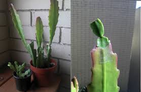 Although the christmas cactus is a true cactus, it is of the tropical variety and is used to growing as an epiphyte off tree branches in areas of heavy moisture and high humidity. Mike Is Bored Christmas Cactus Schlumbergera Diy Grafting Experiment Christmas Cactus Cactus Grafted Cactus