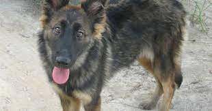 German Shepherd Border Collie Mix Collie Mix Border Collie Puppies Border Collie Mix