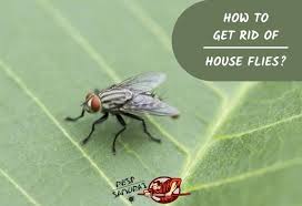 Bird spikes & netting, bird control products House Fly Control How To Get Rid Of House Flies Pest Samurai