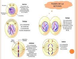 Fases De La Mitosis In 2021 Mitosis Cells Project Biology
