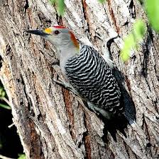 Bird With Red Spot On Head And Yellow Wings Red Bellied Woodpecker Woodpecker Identifying Birds White Wings