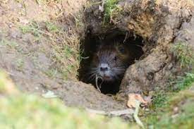 Rattennest rattenbau im garten erkennen. Ratten Im Garten Mit Diesen Mitteln Werden Sie Die Schadlinge Los