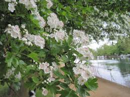 Blue, red, pink, white (january to may and august to december); The May Tree Www Maymorning Co Uk