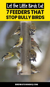 Best Bird Feeders For Small Birds 7 Best Bird Feeders For Small Birds In My Backyard 2020 Bird Watching Hq Small Bird Feeder Backyard Birds Sanctuary Best Bird Feeders