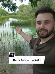 Betta Splendens Wild