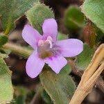 Image result for Dyschoriste radicans