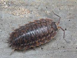 Strona główna wiadomości polska stonoga w więzieniu jak zwierzę?! Facebook