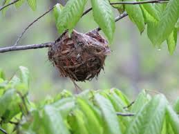 Birds With Their Nests Pictures The Time It Must Take Birds To Make Their Nests Do You Know What Kind Of Bird Made This Nest Comment If You Know Work Kinds Of Birds Nature Instagram Posts