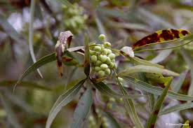 Image result for Searsia lancea