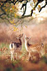 Mom I Can T Reach By Andrew Evans Most Beautiful Animals Nature Animals Animals Beautiful