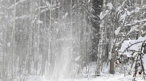 Tehnologia moderna, in slujba meteorologilor. Vremea Face Ravagii In È›arÄƒ O PÄƒdure Din Satu Mare A Fost Doborata De Vant È™i De Ploaia IngheÈ›atÄƒ