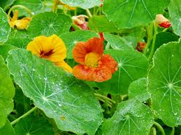 Maybe you would like to learn more about one of these? 20 Flowering Plants That Attract Bees Pollinator Friendly Plants