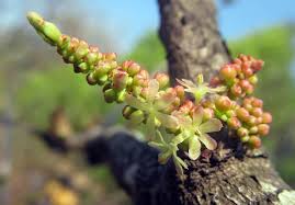 Image result for Phyllanthus udoricola