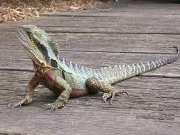 It consists of the island of australia, the island state of tasmania, as well as over 8,000 smaller islands. Australian Water Dragon The Australian Museum