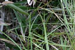 Image result for Scleria