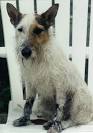 Fox Terrier Dog Breed Information, Pictures ...