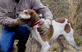 Using dogs to hunt hogs in the wild in order to provide food for the family is said to have started in america as early as the 1800s even though the practice can be traced as far back as the ancient romans. A Foolproof Way Of Hog Hunting With Dogs