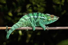 File Panther Chameleon Furcifer Pardalis Male Nosy Be Jpg Wikipedia Facts and information about chameleon. file panther chameleon furcifer